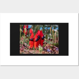 Sturt's Desert Pea, Outback South Australia Posters and Art